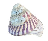 COCHILIE MELC GASTROPOD TROCHUS NILOTICUS&nbsp;