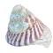 COCHILIE MELC GASTROPOD TROCHUS NILOTICUS&nbsp;
