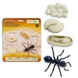 Ciclul vietii la furnica