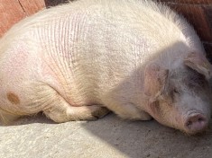 V&acirc;nd porci