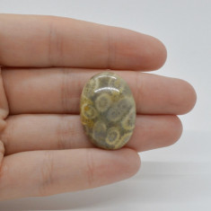 Cabochon coral fosilic 27x20x7mm c5