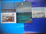 HOPCT LOT NR 388 PASARI DE APA -FAUNA-5 CARTI POSTALE-NECIRCULATE, Circulata, Printata
