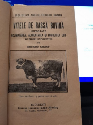 VITELE DE RASA BOVINA - EDUARD GRANT foto