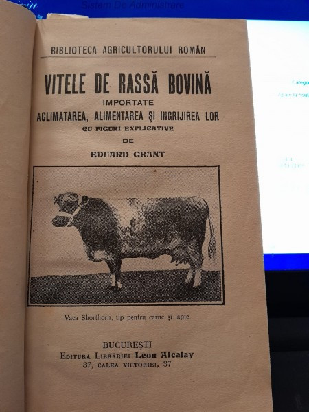 VITELE DE RASA BOVINA - EDUARD GRANT