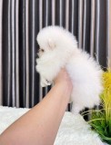 Pomeranian boo