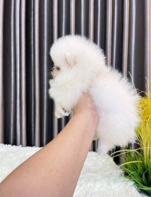 Pomeranian boo foto