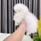 Pomeranian boo