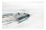 Tablou Canvas, "Urs polar &icirc;not&acirc;nd &icirc;n oceanul arctic", Urs, Alb, Apă, Rece, Calm, Natură, Arctice, Fragilitate, Singurătate, Liniște, 39 x 26 cm, CMCLA