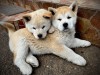 Akita Inu Japonez