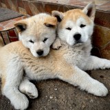 Akita Inu Japonez