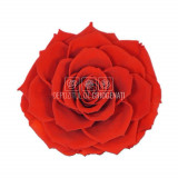 Trandafir Criogenat BONITA RED-02 (&Oslash;9,5cm, 1 buc /cutie)