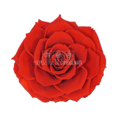 Trandafir Criogenat BONITA RED-02 (&amp;Oslash;9,5cm, 1 buc /cutie) foto