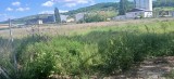 Teren 1 Hectar La Tomesti Iasi