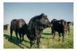 Tablou Canvas, "Vitele negre pe c&acirc;mpul verde", Vacile, Pajiște, Cer, Albastru, Verde, Animale, Calm, Serenitate, Natural, Rural, 39 x 26 cm, CMCLASS
