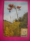 HOPCT 14667 CRIN DE PADURE -LILIUM MARTAGON L - CP FLORI -NECIRCULATA