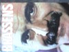 ANDRE SEVE - BRASSENS - Carte in franceza, stare buna, 145 p.