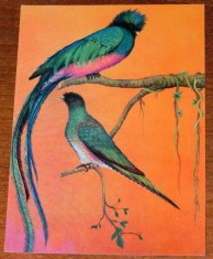 carte postala muzeul antipa pasari pasare chesali Guatemala