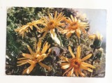 FA110 -Carte Postala- FRANTA - Flore de Montagne. Arnica Montana, necirculata
