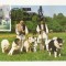 CA8 - Carte Postala -Expo Canina 1982-Ciobanesc carpatin si mioritic,Necirculata