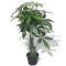 vidaXL Plantă artificială Arborele norocos cu ghiveci, 85 cm, verde 244448