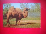 HOPCT 14878 CAMILA -[CAMELUS BACTRIANUS] - -FAUNA - -NECIRCULATA