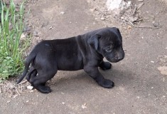 Vand pui amstaff foto