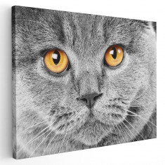 Tablou portret pisica gri detaliu Tablou canvas pe panza CU RAMA 40x60 cm