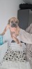 Cane Corso, Pedigree