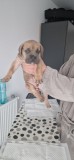 Cane Corso, Pedigree