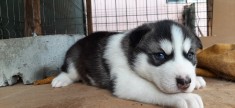 Pui Husky Frumosi foto