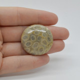 Cabochon coral fosilic 31x31x7mm c62, Stonemania Bijou