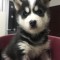 caini husky siberian bucuresti oradea brasov cluj