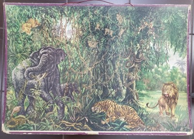 ANIMALE SALBATICE IN JUNGLA , PLANSA DIDACTICA NR. 86 , 1967 foto