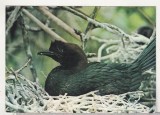 bnk cp Muzeul Delta Dunarii Tulcea - Pasari - Cormoran mic - necirculata