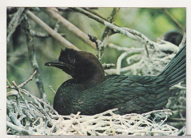 bnk cp Muzeul Delta Dunarii Tulcea - Pasari - Cormoran mic - necirculata