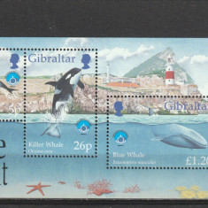 Fauna ,delfini ,Gibraltar.