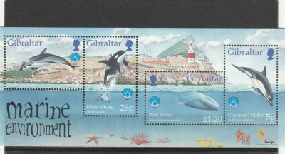 Fauna ,delfini ,Gibraltar. foto