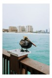 Tablou Canvas, "Pelican așezat pe balustradă la ocean", Pelican, Mare, Balustradă, Clădiri, Cer, Nori, Plajă, Apă, Oraș, Vedere., 26 x 39 cm, CMCLASS