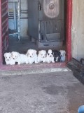 Bichon havanez