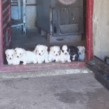 Bichon havanez