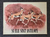 Carte SI ELE SUNT ANTILOPE Akimuskin Editura Ion Creanga 1984 24 pagini 21x28 cm