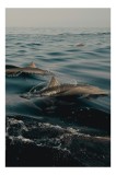 Tablou Canvas, "Dansul grațios al delfinilor liberi", Valuri, Delfini, Ocean, Calm, Reflexii, Pacific, Mișcare, Serenitate, 26 x 39 cm, CMCLASS