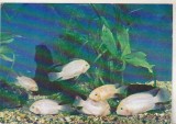 bnk cp Constanta - Acvariu - Cichlasoma Meeki - necirculata