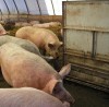 Porci crescuti BIO