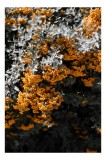 Tablou Canvas Galbenul Toamnei printre Frunze Verzui Natură Textură Vibrant Cont, 26 x 39 cm, CMCLASS