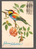 Carte Postala Romania 1972: Sticlete pe Crenguta Trandafir, Circulata, Stampile, Timbru - Felicitare CPIB 20080