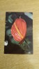 C9 3 - 1977 - Calendar de buzunar - reclama Editura Ceres