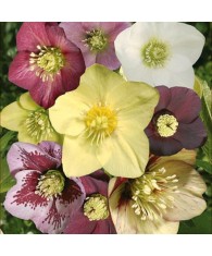 Planta Spanz, Helleborus Orientalis, flori simple, mix, ghiveci 10cm