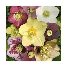 Planta Spanz, Helleborus Orientalis, flori simple, mix, ghiveci 10cm