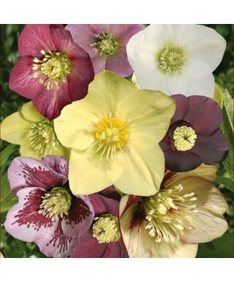 Planta Spanz, Helleborus Orientalis, flori simple, mix, ghiveci 10cm foto